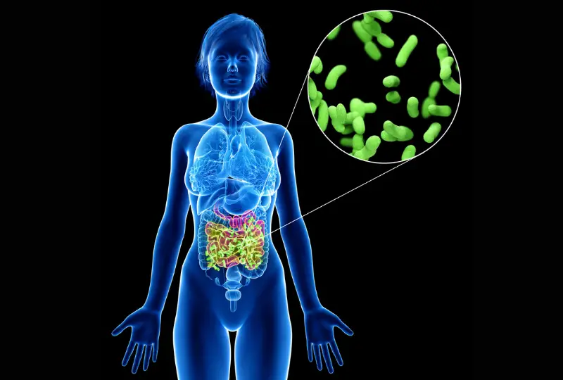 Potencial do microbioma intestinal