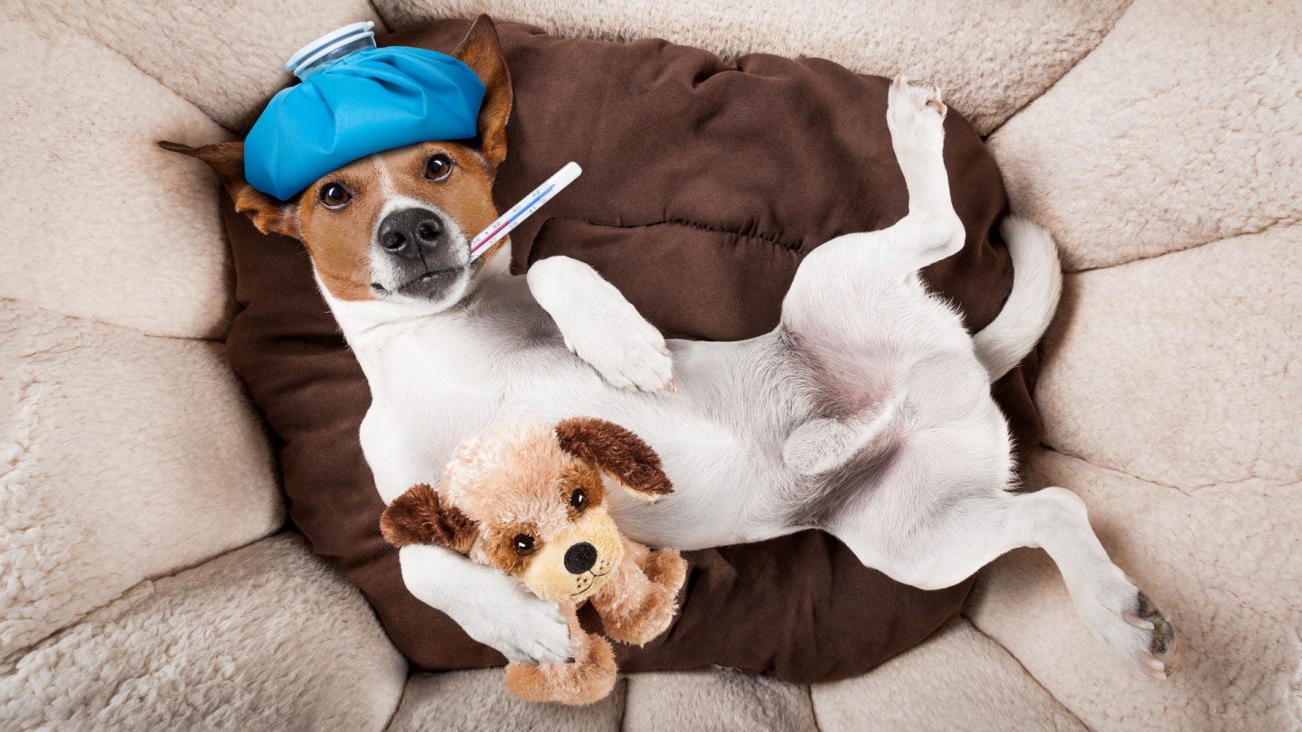 Können Haustiere die Grippe bekommen?