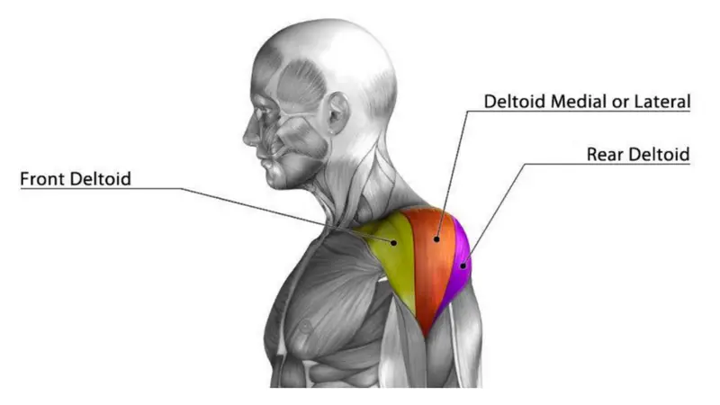 anatomía del hombro