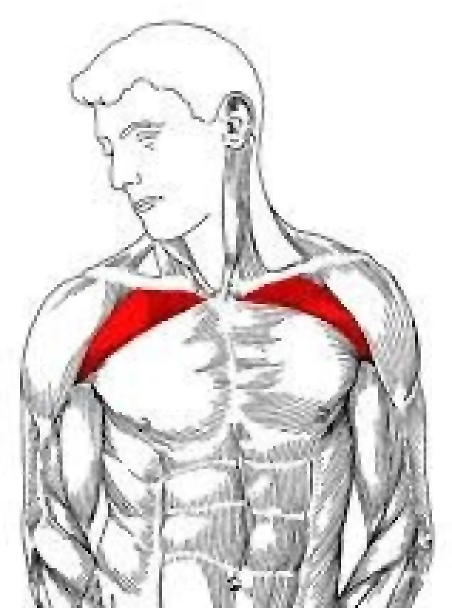 Anatomie der oberen Brust